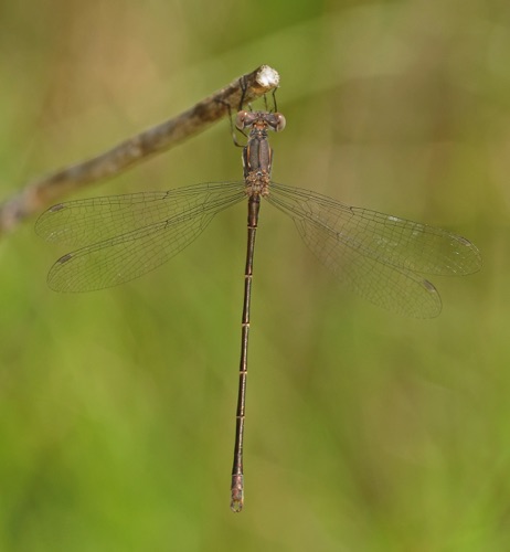 Male
8 July 2011  CO